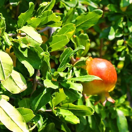 Irem Garden & Side